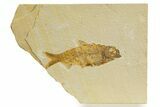 Detailed Fossil Fish (Knightia) - Wyoming #340819-1